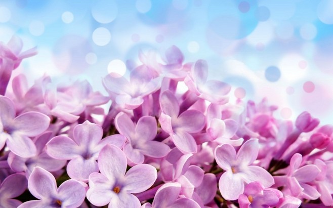 紫色丁香花图片花卉壁纸